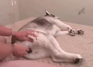 Small doggy enjoys small dick